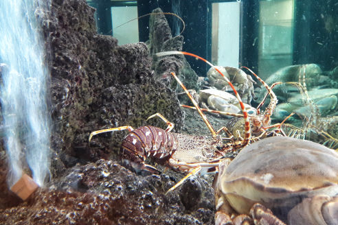 Condições Naturais_Aqualgarve